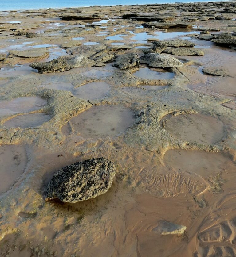 Sauropod 'Party' Platform - photo by Dianne Bennett