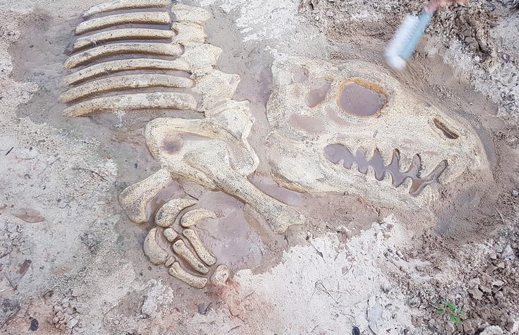 Dig up a replica fossil at Hin Park Broome