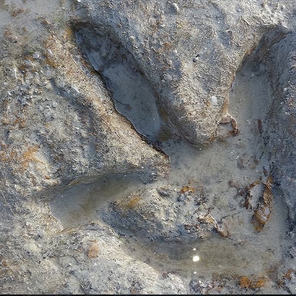 Theropod track in sandstone