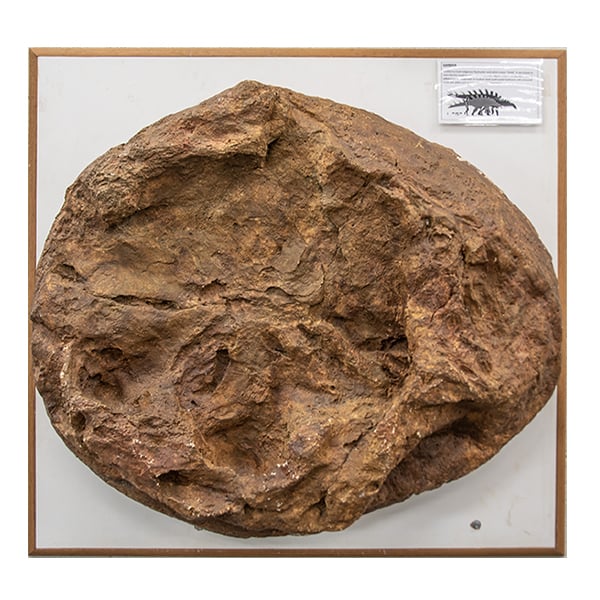 Cast of Thyreophoran Garbina roeorum track