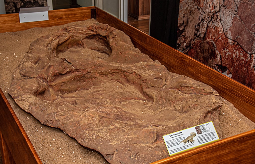 Front and back foot of a large sauropod